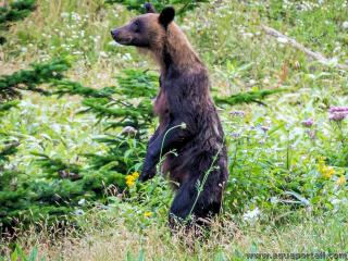 L'ours brun (Ursus arctos lasiotus) se tient debout comme les plantigrades