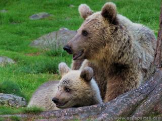 Une femelle ours brun (Ursus arctos) avec son ourson