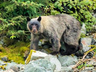 Ours noir argent (sous-espce Ursus americanus emmonsii)