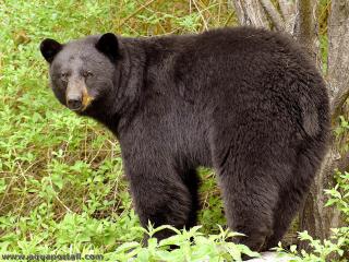 Un ours noir amricain Ursus americanus