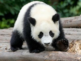 Cra de panda gigante (Ailuropoda melanoleuca)