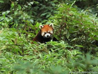 Un panda roux (Ailurus fulgens) dans son environnement de bambous