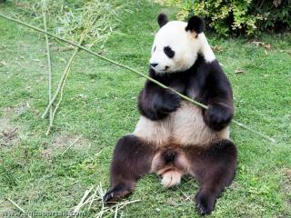 El panda gigante Ailuropoda melanoleuca suele estar sentado