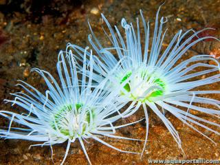 Pequeo cerianthus Cerianthus lloydii