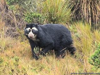 Tremarctos (especie Tremarctos ornatus)