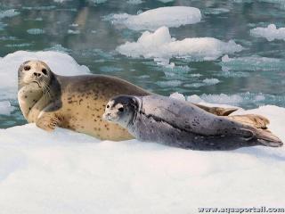 Deux phoques communs Phoca vitulina sur la glace
