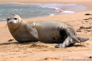 Phoque moine Monachus monachus sur une plage