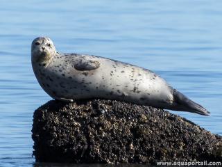Phoque veau-marin du Pacifique (sous-espce Phoca vitulina richardii)