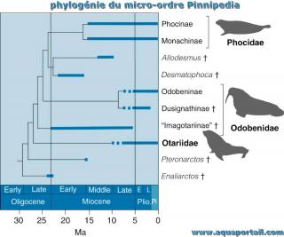 Phylognie chronologique de Pinnipedia