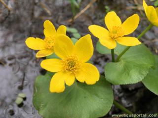 Caltha palustris, le populage des marais avec ses fleurs jaunes