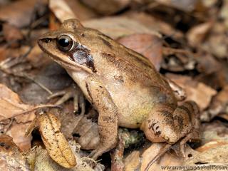 Rana dalmatina est la grenouille agile brune