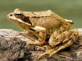 Rana temporaria (grenouille rousse)