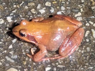 Sous-espce Rana temporaria parvipalmata