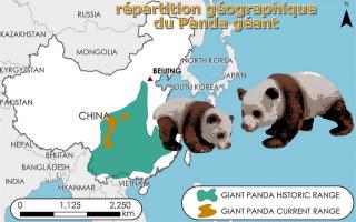 Distribucin geogrfica del panda gigante Ailuropoda melanoleuca