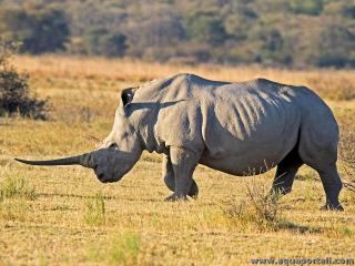 Ceratotherium simum mle avec une trs longue corne