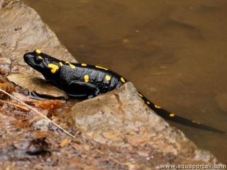 Une salamandre tachete Salamandra salamandra