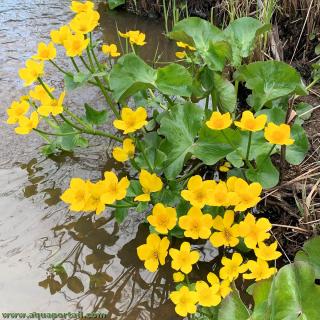 Caltha palustris en site naturel