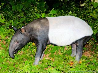 Tapir de Malaisie Tapirus indicus