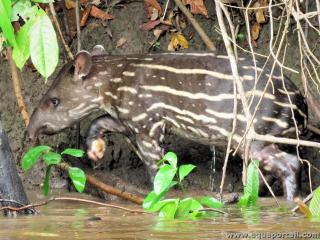 Un tapir juvnile Tapirus terrestris