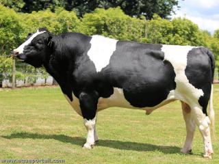 Taureau de race Holstein, espce Bos taurus