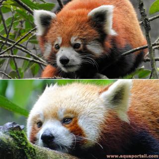Deux variations de couleurs de la tte du panda roux Ailurus fulgens