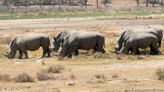 Une troupe de rhinocros Ceratotherium simum dans la savane