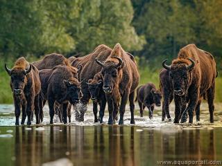 Troupeau de bisons Bison bonasus en Slovaquie