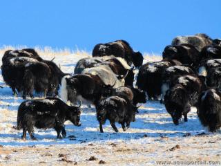 Troupeau de yaks Bos grunniens