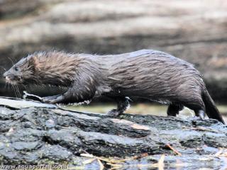 Le vison Mustela lutreola est un animal des cours d'eau, souvent mouill