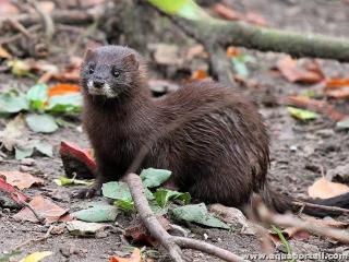 Un vison Mustela lutreola