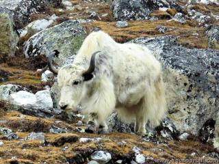 Un yack blanc Bos grunniens