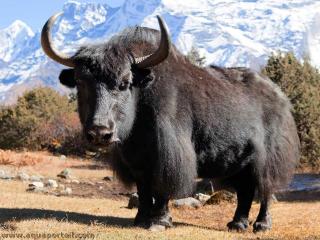 Un yak mle Bos grunniens