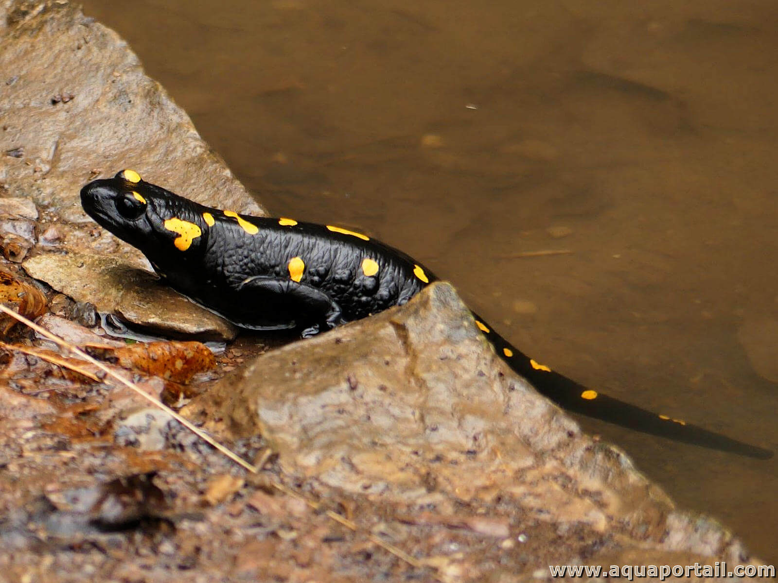 Salamandre tachetée (Salamandra salamandra) - Monde Animal