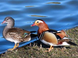 Couple dimorphique de canards Mandarins