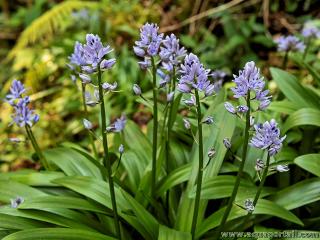 Scilla lilio-hyacinthus en dbut de floraison