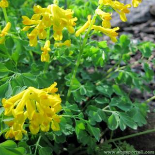 Detalles de tallos, hojas y flores de Pseudofumaria lutea