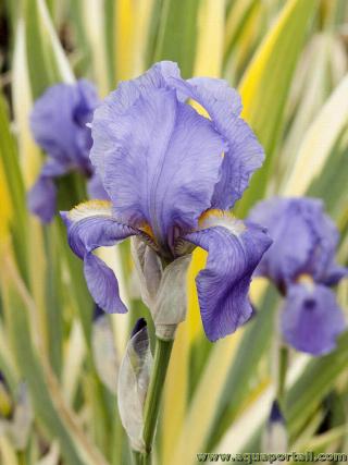 Fleur mauve ple d'Iris pallida