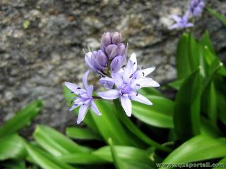 Fleurs (dtails) de Scilla lilio-hyacinthus