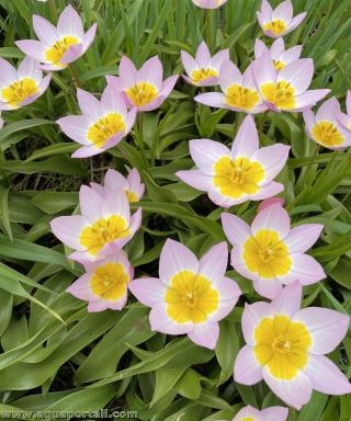 Grupo de Tulipa saxatilis en floracin