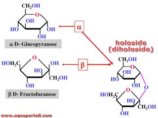 holoside