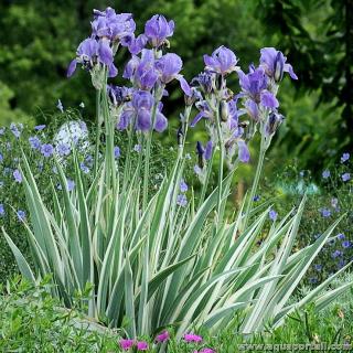 Iris pallida variegata argentea