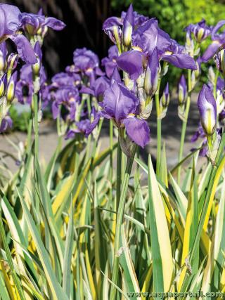 Iris pallida variegata aurea gold
