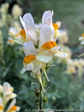 Linaire Linaria vulgaris avec dtail de l'peron nectarifre d'une fleur