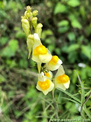L'pi floral jaune d'une linaire commune en milieu naturel