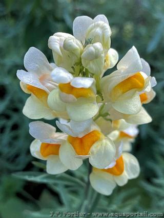 L'pi floral de Linaria vulgaris alba