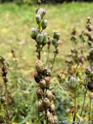 Boules de graines d'une linaire Linaria vulgaris