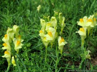 Linaire jaune Linaria vulgaris
