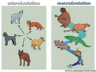 macrovolution