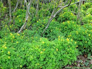 Plantacin natural Cobertura del suelo de Pseudofumaria lutea