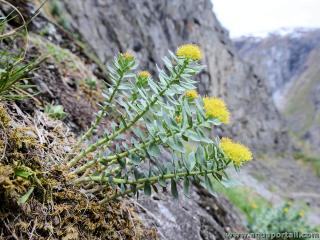 Orpin arctique Rhodiola rosea